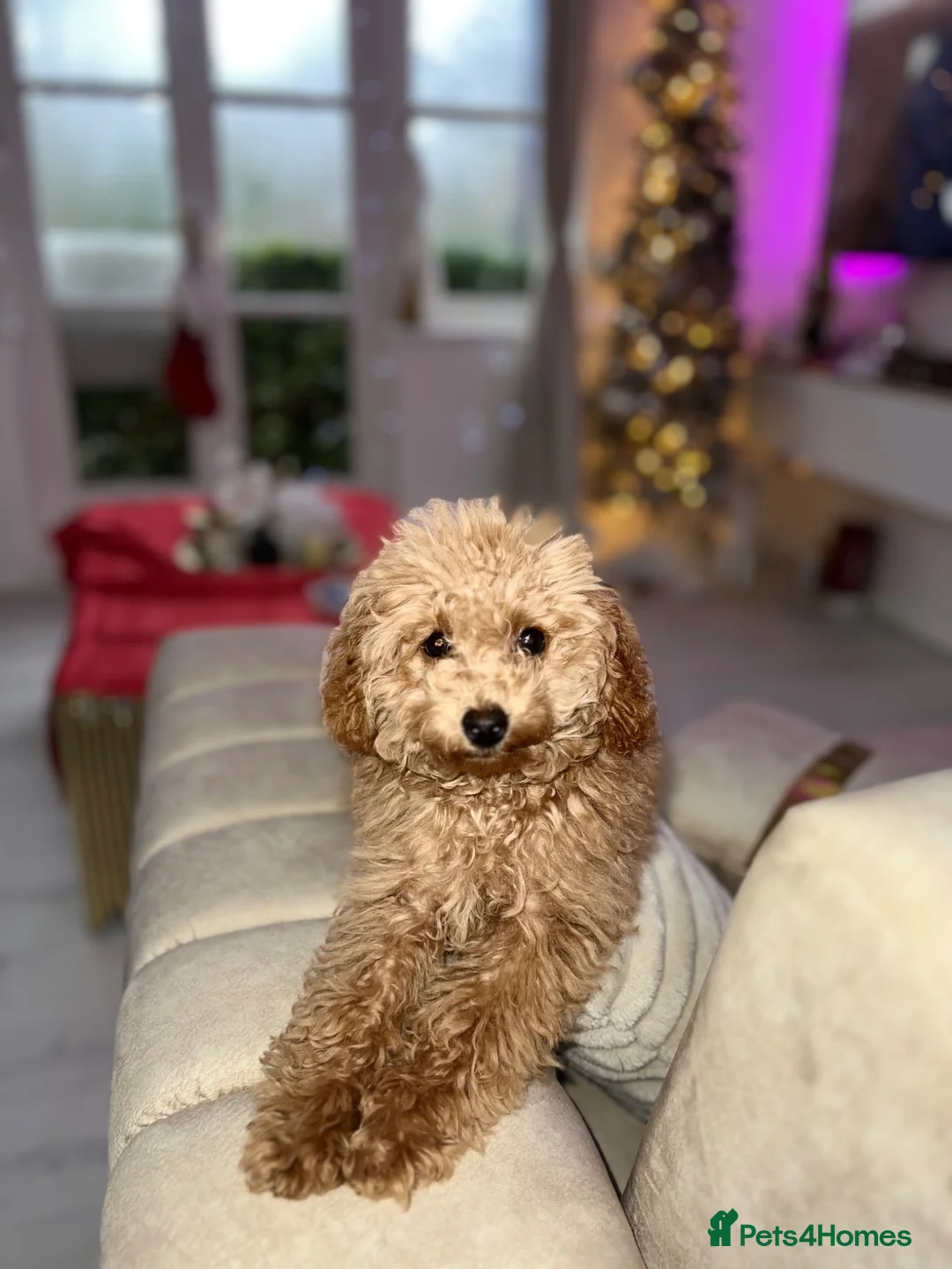 Toy Poodle dogs for sale: Toy pudle in London - Advert 1