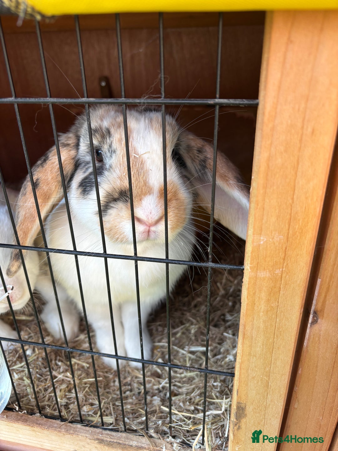 English rabbits for sale: 2 Female Rabbits  - Image 4