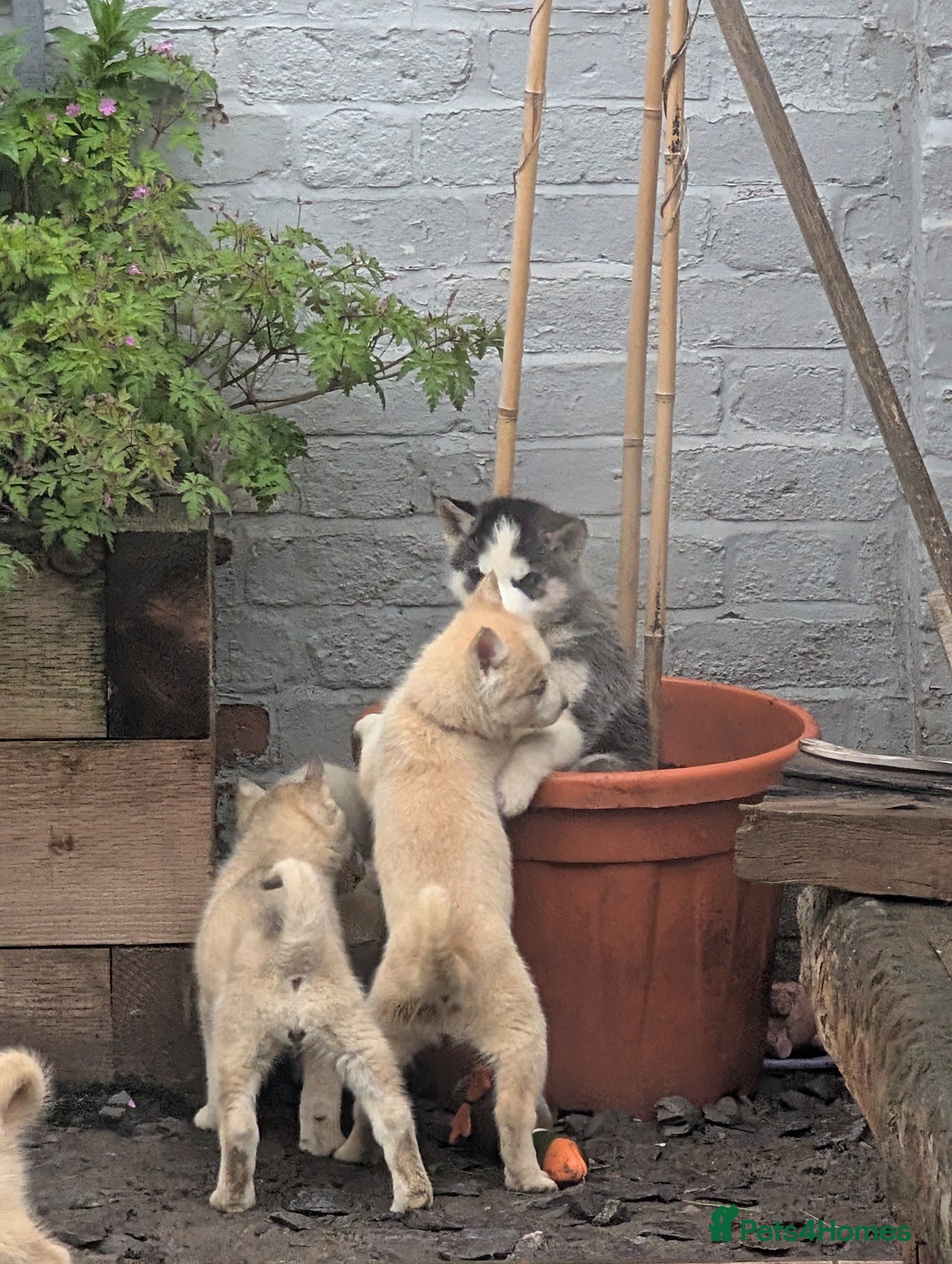 Siberian Husky dogs for sale: Siberian Husky puppies - Advert 24