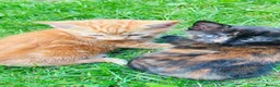Mixed Breed cats for sale: Kittens 🐈‍⬛  - Advert 13