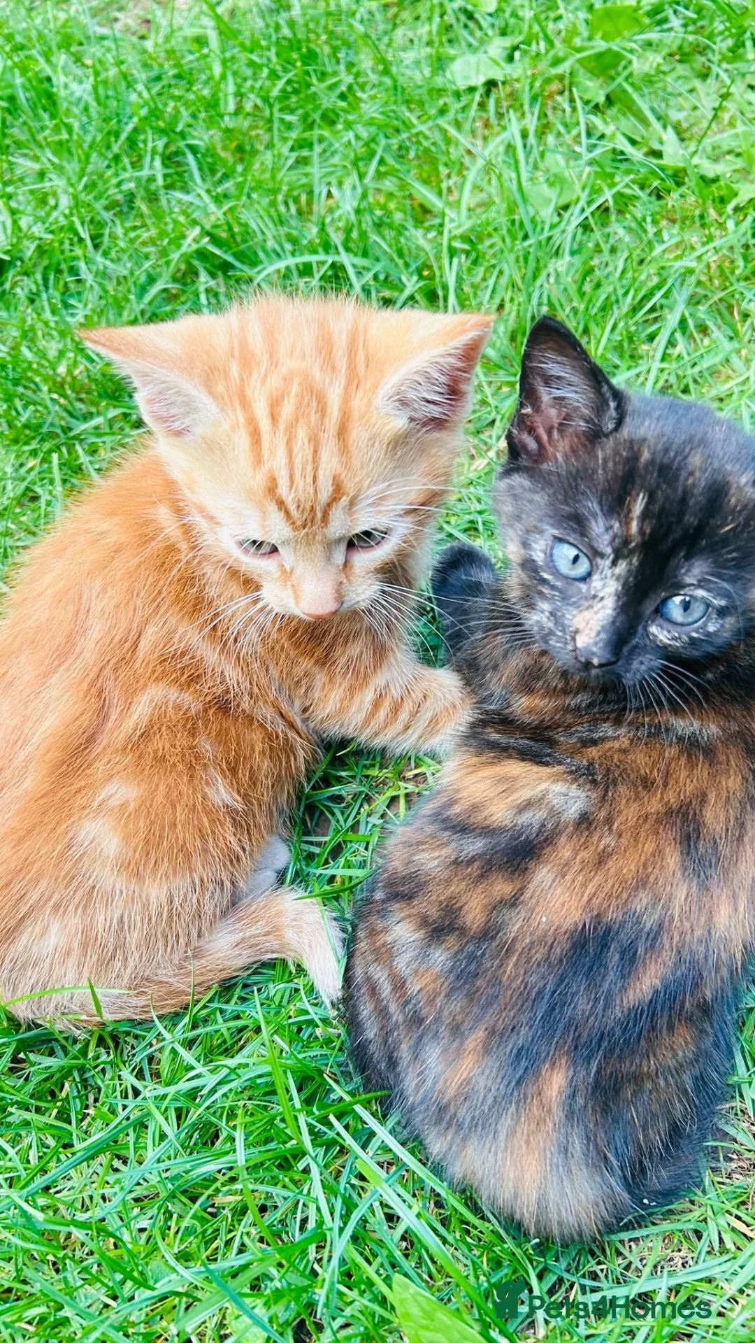 Mixed Breed cats for sale: Kittens 🐈‍⬛  - Advert 13