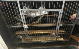Degus rodents for sale: 2 boy Degus - Image 6