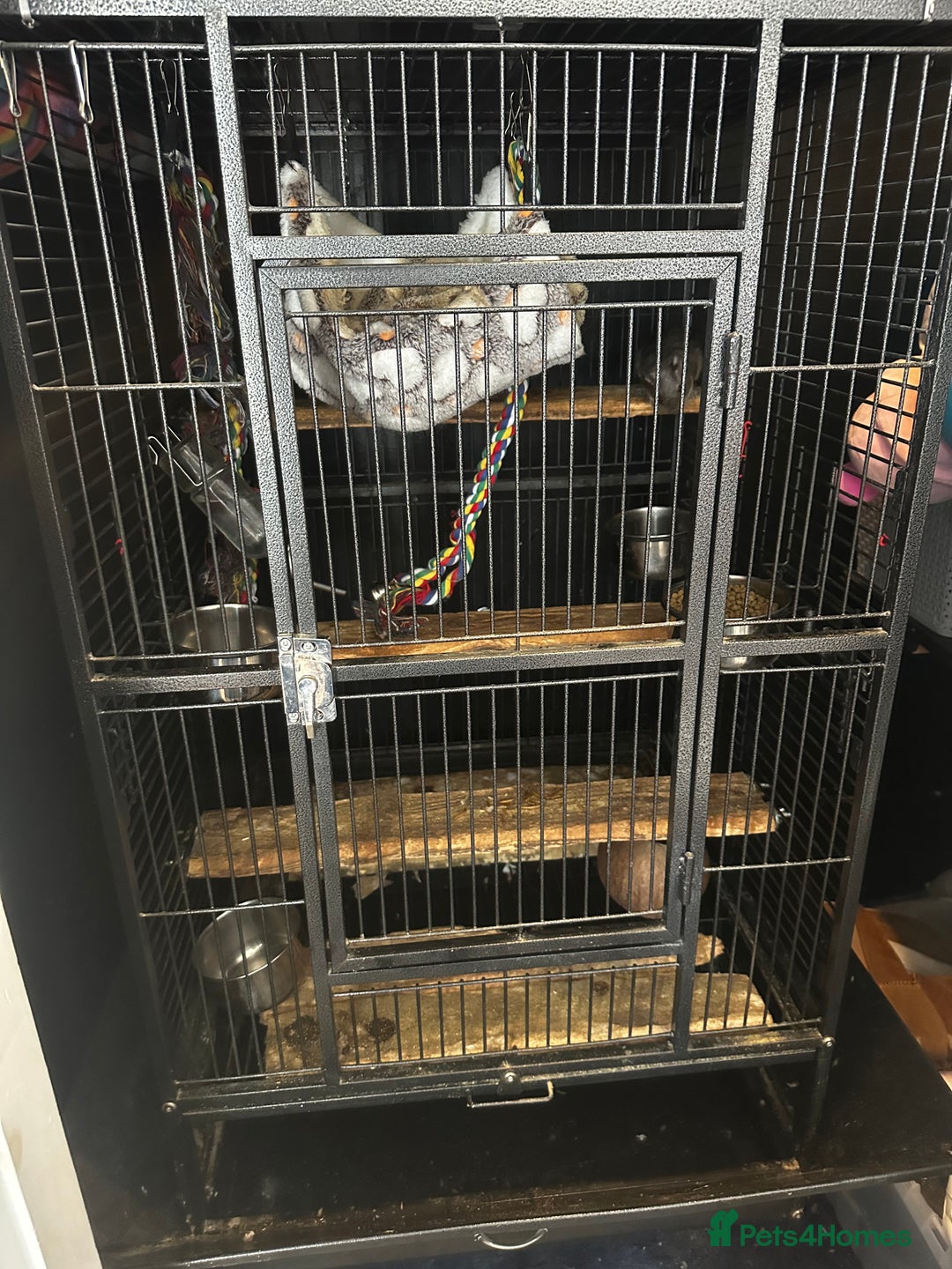 Degus rodents for sale: 2 boy Degus - Image 6
