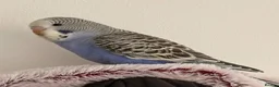 Budgerigars birds for sale: 7 week old purple boy budgies  - Advert 8