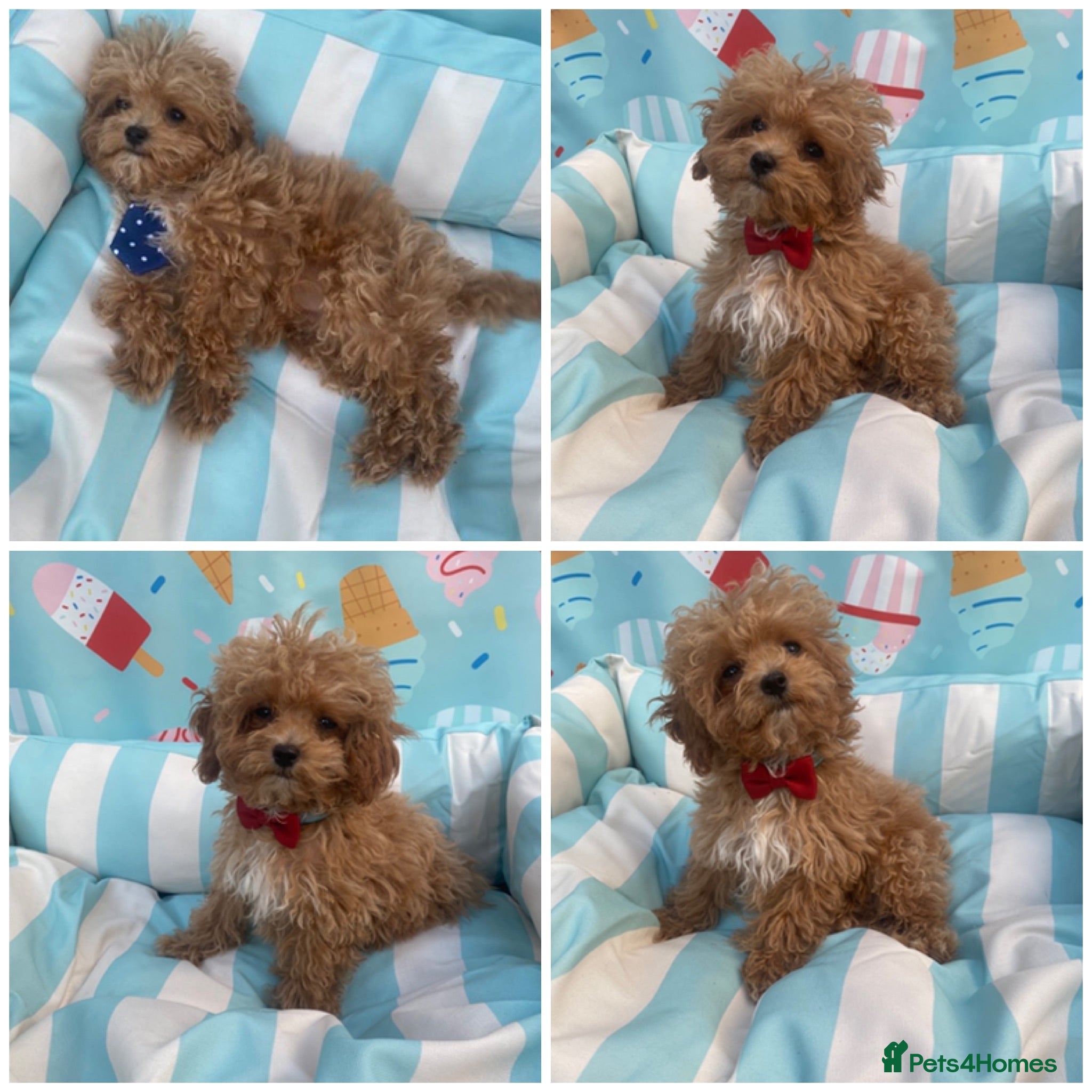 Maltipoo dogs RARE Asian teddy face maltipoo male puppy  **  - Advert 16