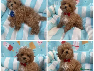 Maltipoo dogs RARE Asian teddy face maltipoo male puppy ** - Advert 5