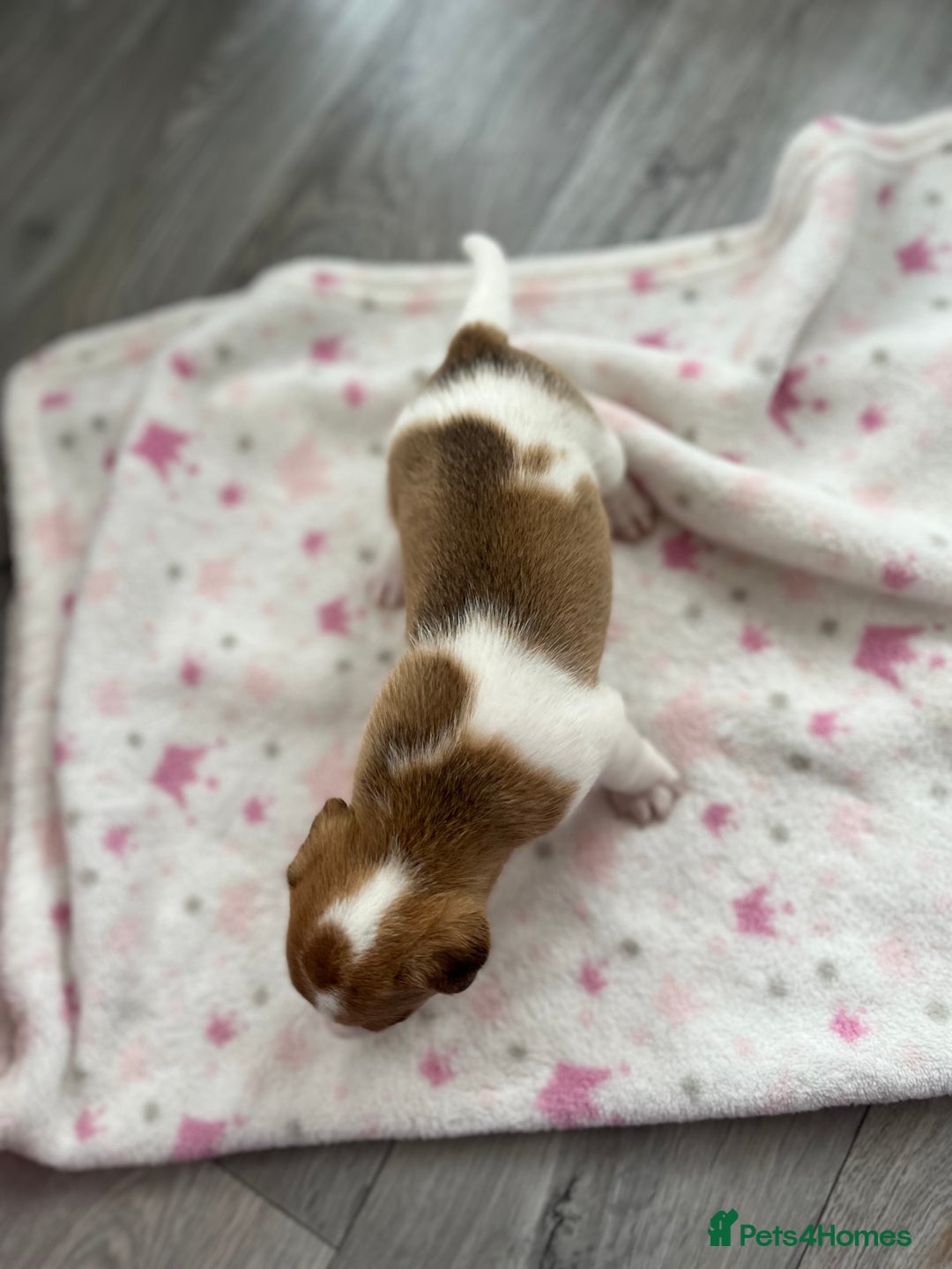 Parson Russell dogs for sale: 5 Gorgeous Parson Russells - Image 5