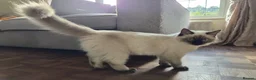 Ragdoll cats for sale: Ragdoll girl - Advert 4