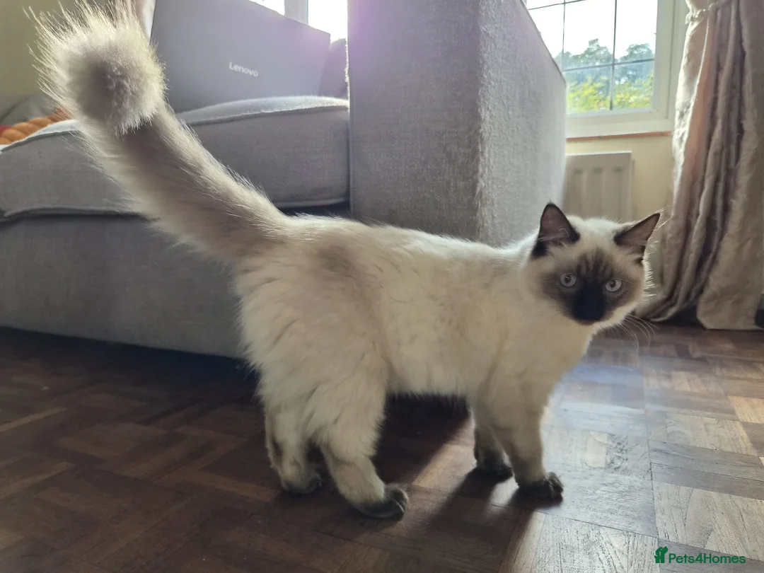 Ragdoll cats for sale: Ragdoll girl - Advert 4