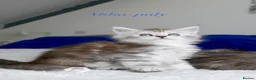 Maine Coon cats for sale: Stunning polydactyl Maine Coons Tica registered  - Advert 4