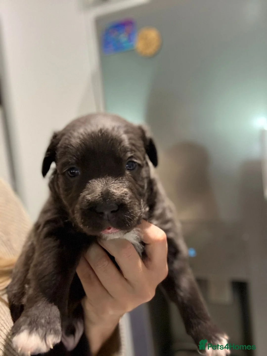 Staffordshire Bull Terrier dogs for sale: Handsome buster  - Advert 7