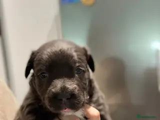 Staffordshire Bull Terrier dogs Handsome buster - Advert 4