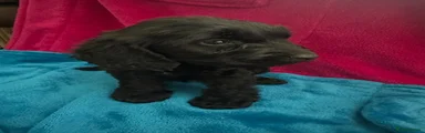 Cockapoo 1