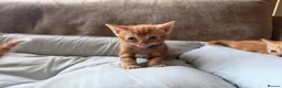 British Shorthair cats for sale: Gorgeous Ginger Kittens - Ready to leave in Mansfield - Advert 19
