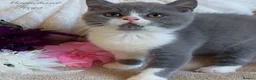 British Shorthair cats for sale: Gorgeous British Shorthairs Registered - Advert 3