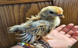 Chickens poultry for sale: Serama chicks and serama X silkie chicks - Image 1
