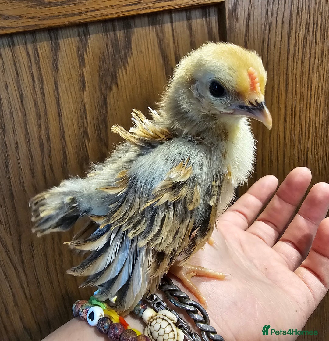 Chickens poultry for sale: Serama chicks and serama X silkie chicks - Image 1