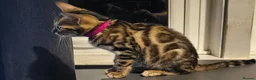 Bengal cats for sale: Prince and princesses seeking human slaves - Advert 24