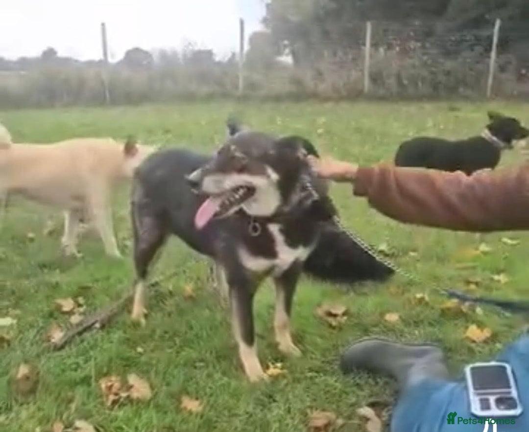 Mixed Breed dogs for adoption: Ben - Norwich Norfolk  - Advert 5