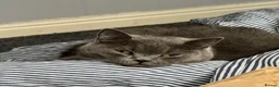 British Shorthair cats for sale: British shorthair for sale  in Birmingham - Advert 10
