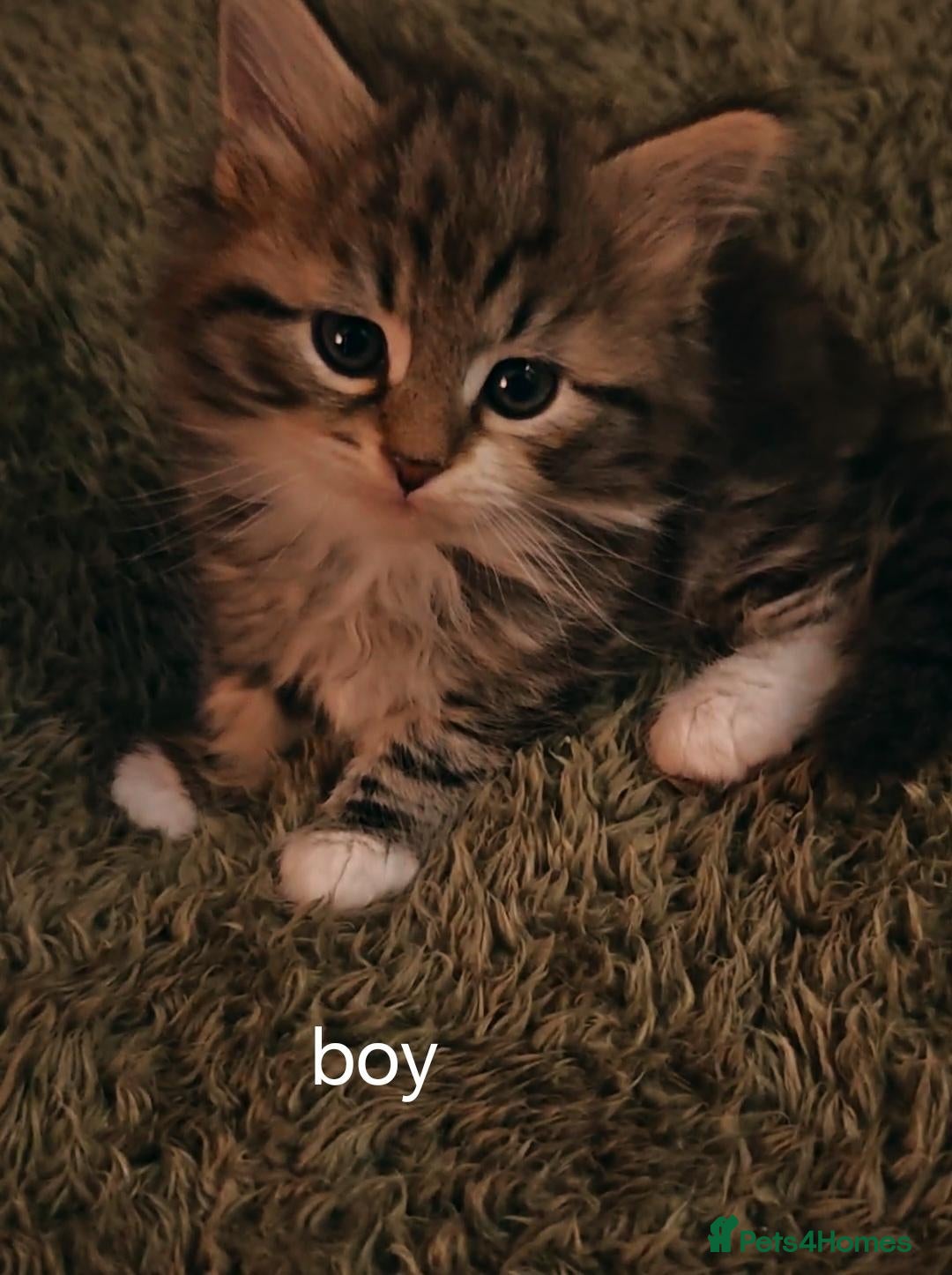 Siberian cats Pure Traditonal Siberian from GCCF parents - Advert 2