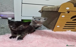 Mixed Breed cats for sale: Bsh cross maine coon - Image 8