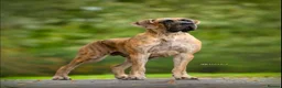 Great Dane dogs for sale: Carefully Planned Litter Reservation List Now Open - Advert 8