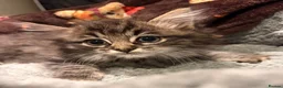 Ragdoll cats for sale: Ragdoll Kittens for sale 🖤 - Advert 10