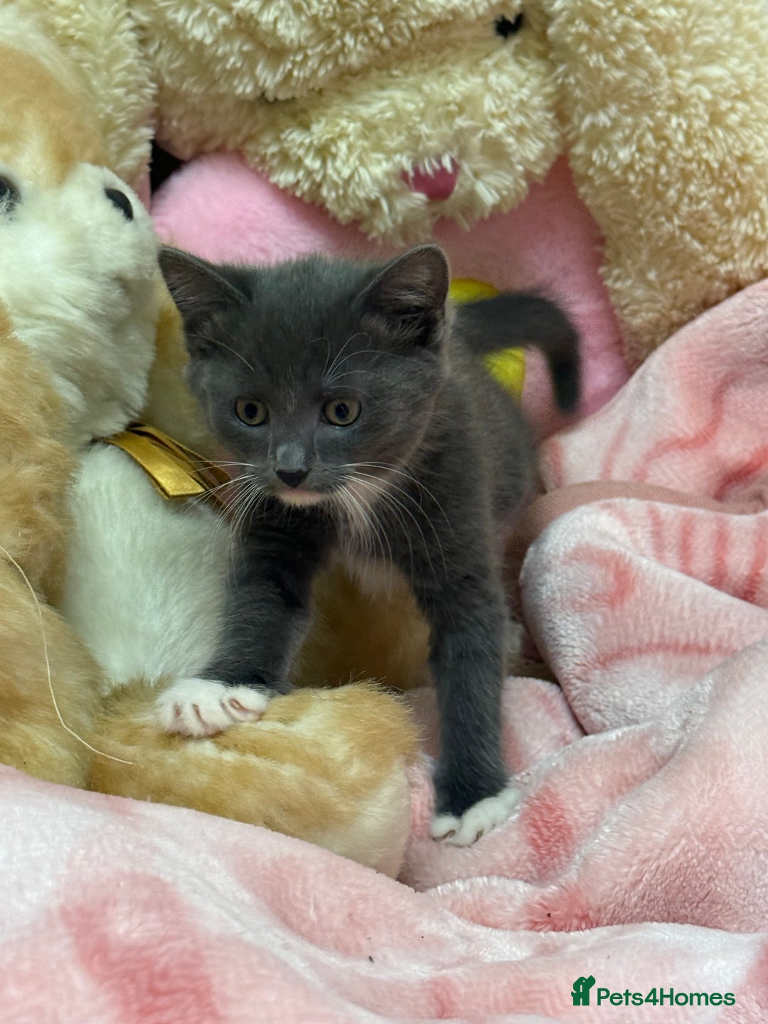 Maine Coon cats for sale: Half Mainecoon and Half British Shorthair  - Advert 4