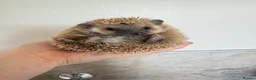 Pygmy Hedgehog rodents for sale: 4 months old male hedgehog  - Advert 3