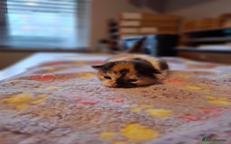 Mixed Breed cats for sale: Beautiful kittens - Advert 12