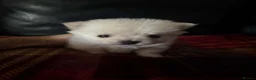 Pomchi dogs for sale: Pomeranian Chihuahua Puppies in Rotherham - Advert 3