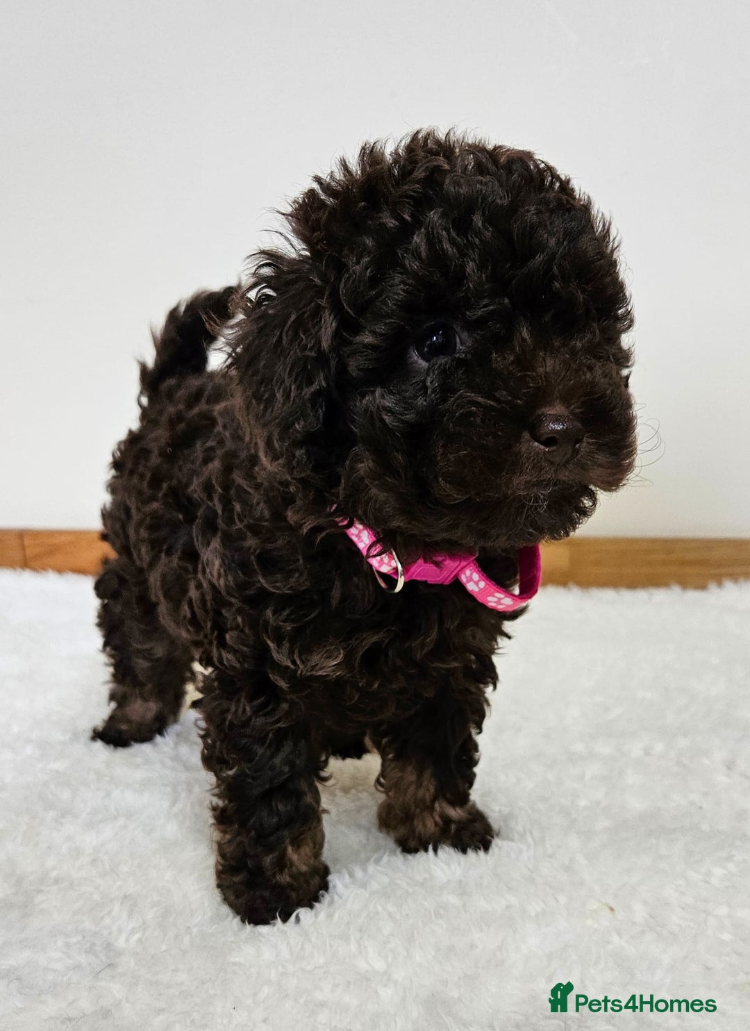 Toy Poodle dogs for sale: Beautiful Toy Poodle Puppies - Advert 6