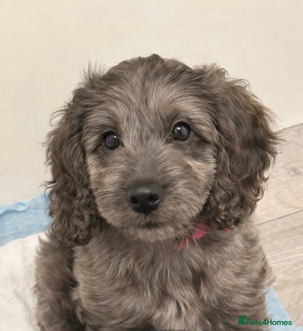 Cockapoo dogs Gorgeous F1 Cockapoo Puppies  - Advert 8