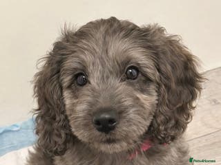 Cockapoo dogs Gorgeous F1 Cockapoo Puppies - Advert 3