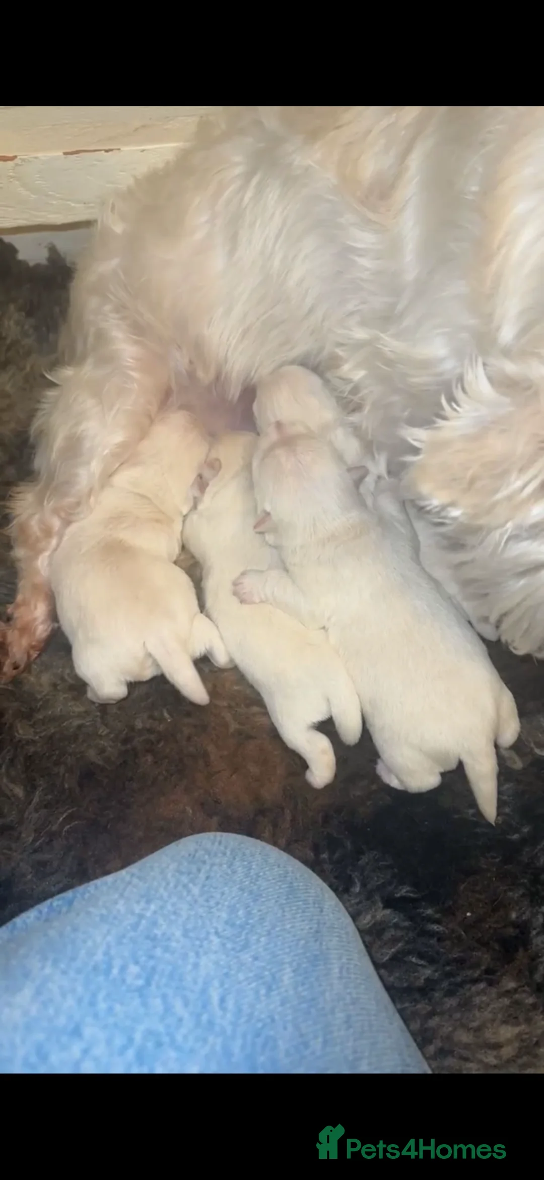 West Highland Terrier dogs for sale: 🌈Adorable Little Westies🌈 - Advert 10