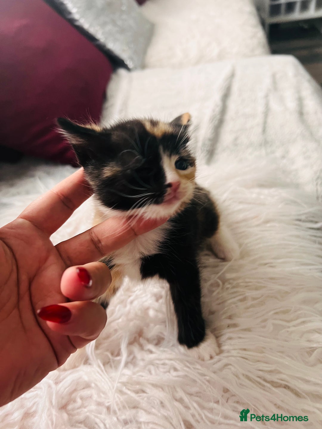 Mixed Breed cats for sale: Calico British Kittens – Home Raised – £350 Each - Advert 6