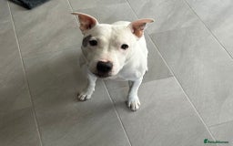 Staffordshire Bull Terrier dogs for adoption: Foster homes urgently needed for rescue dogs - Image 2