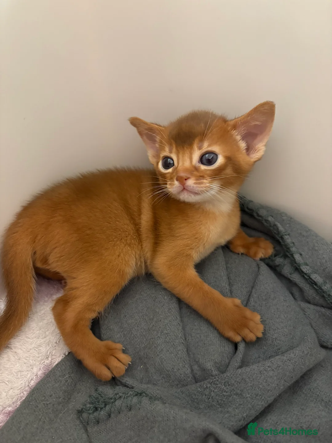 Abyssinian cats for sale: Abyssinian champion line kittens🏆 - Advert 7