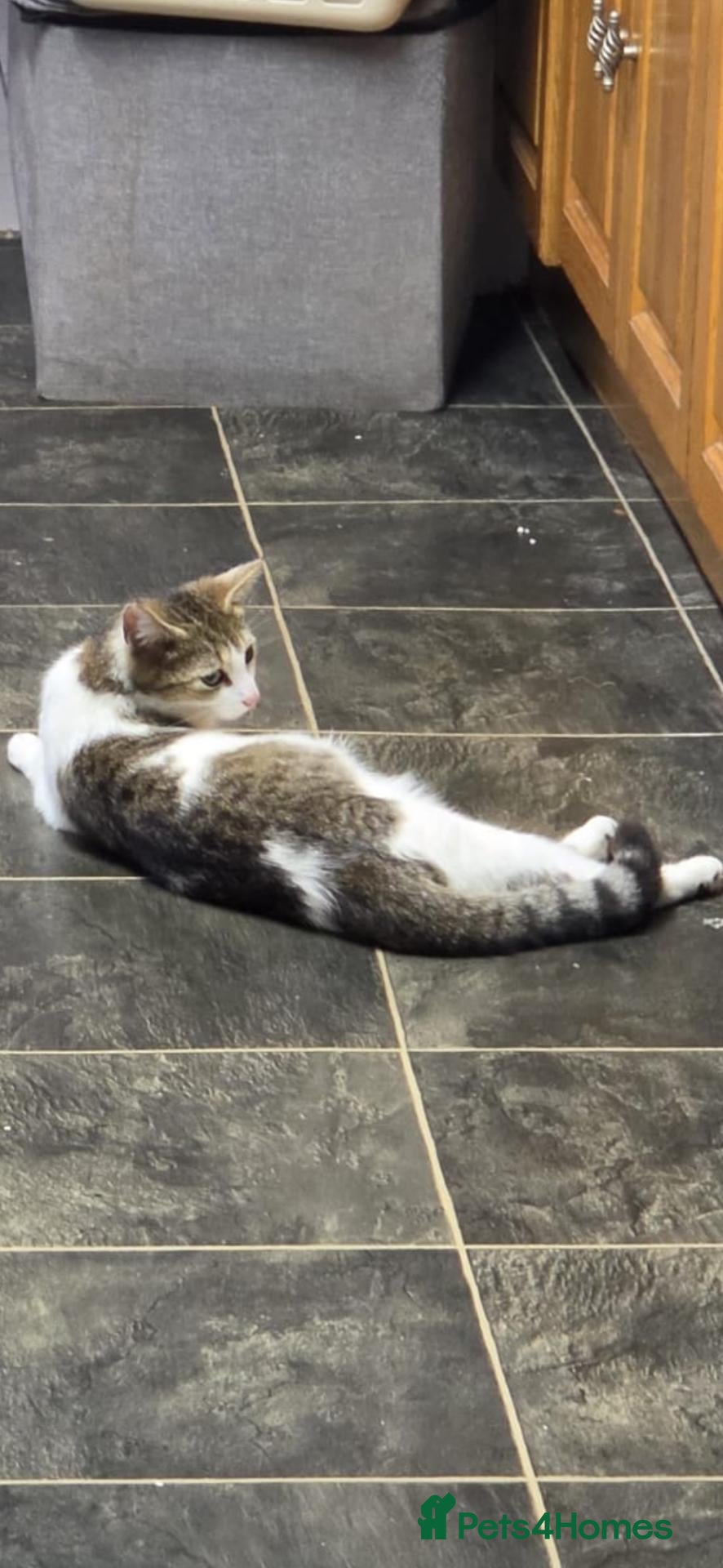 Mixed Breed cats 2 adorable females and 1 male kitten for sale - Advert 1
