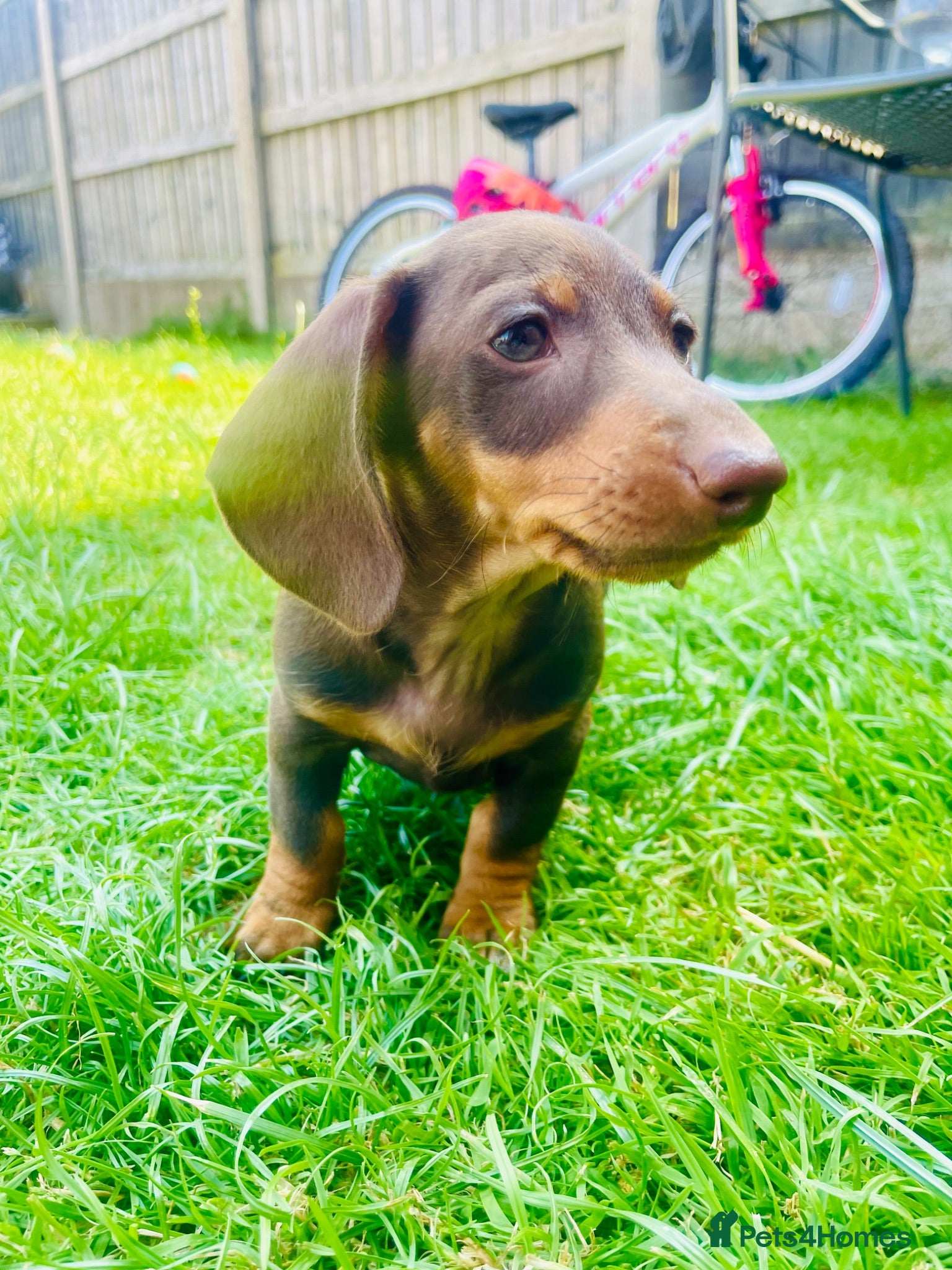 Miniature Dachshund dogs READY THIS WEEK: Chocolate Tan Girl: KC Registered - Advert 13
