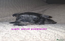 Miniature Schnauzer dogs for sale: 5 female miniature schnauzers - Image 13