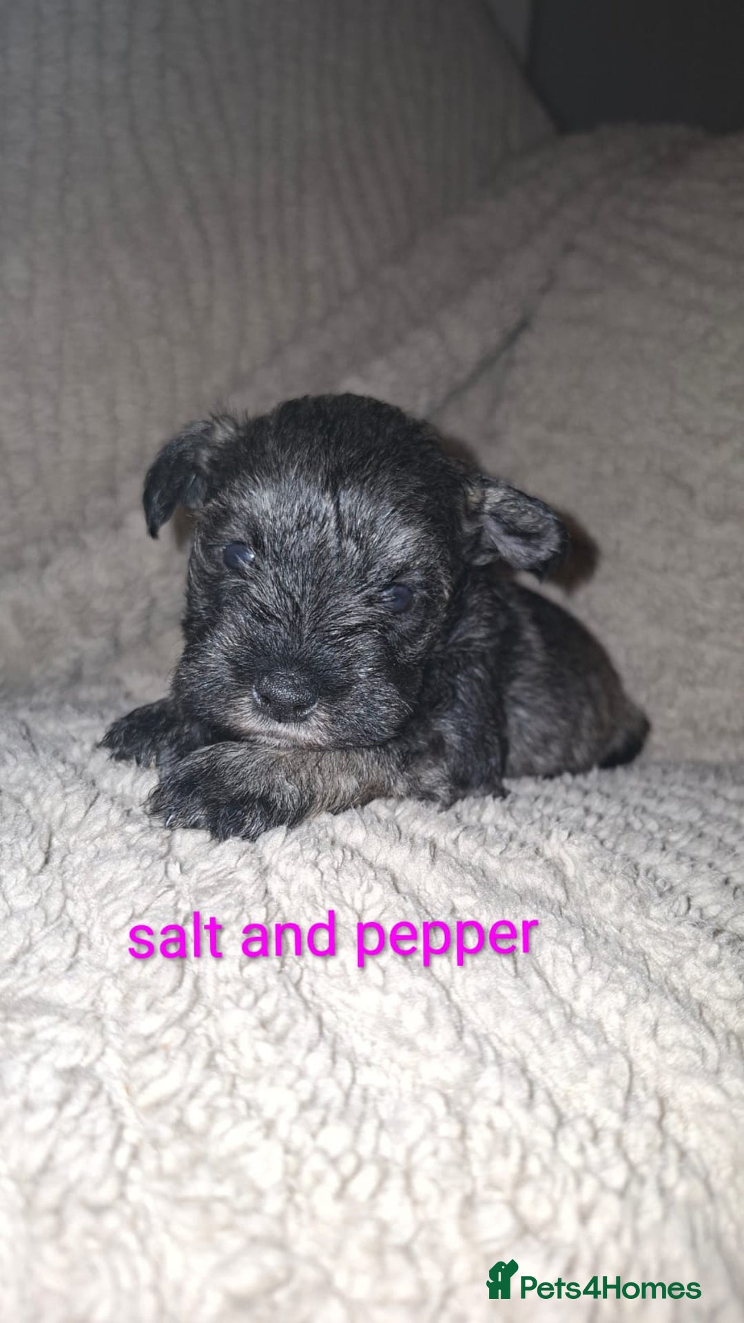 Miniature Schnauzer dogs for sale: 5 female miniature schnauzers - Image 13