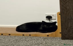 Domestic Shorthair cats for sale: 2 adult loving cats looking for new home - Advert 3