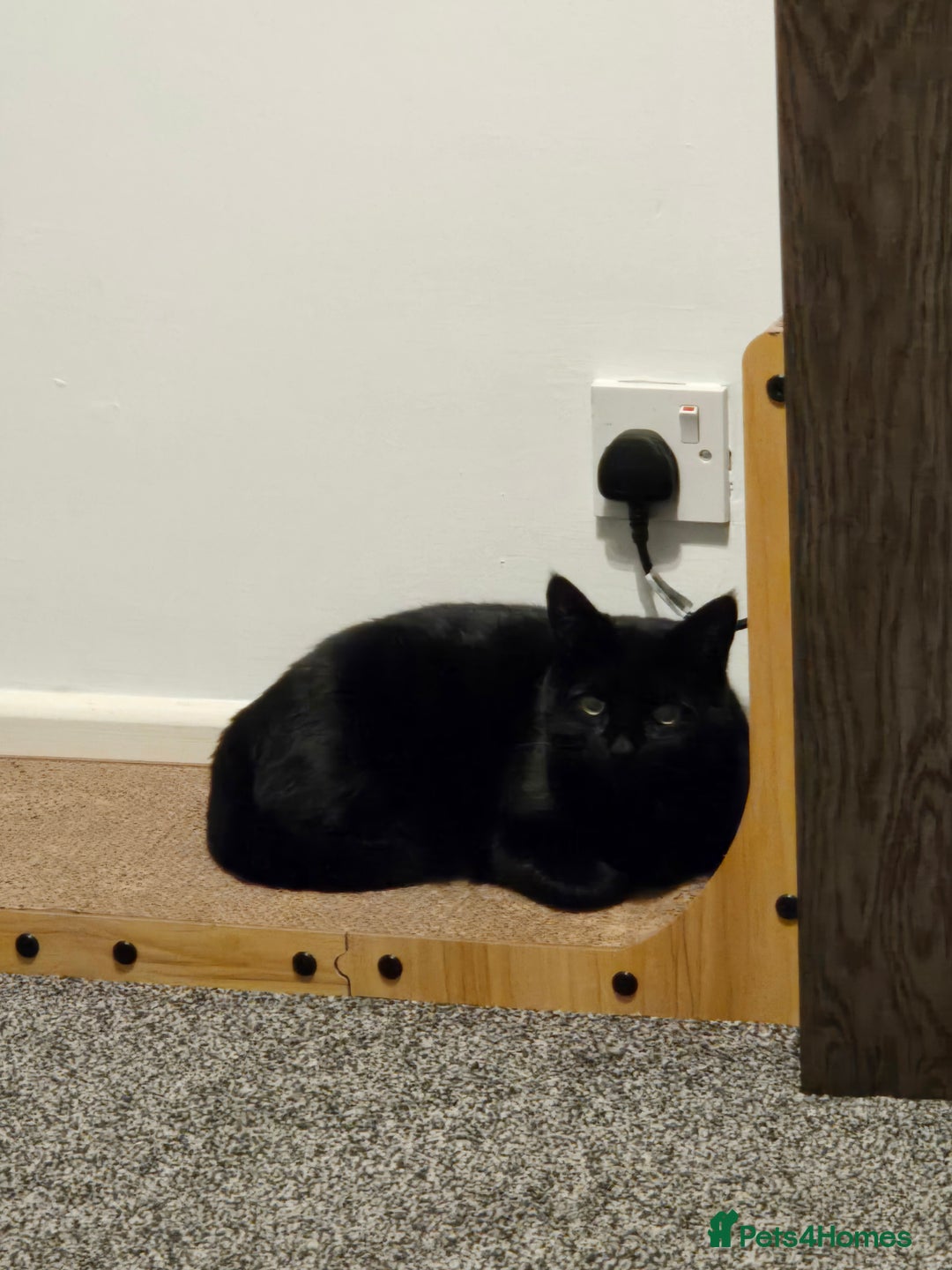 Domestic Shorthair cats for sale: 2 adult loving cats looking for new home - Advert 3