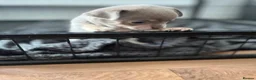 Chihuahua dogs for sale: Chihuahua puppies 2 boys kc registered  - Advert 24