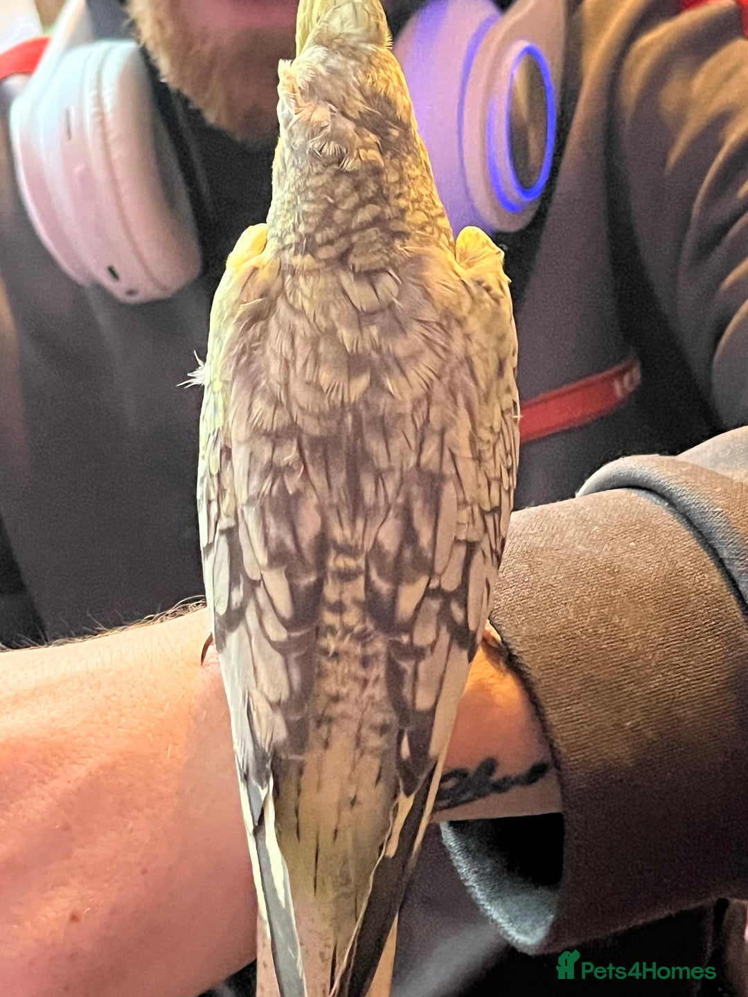 Cockatiels birds for sale: Cockatiels for sale hand tame - Image 21
