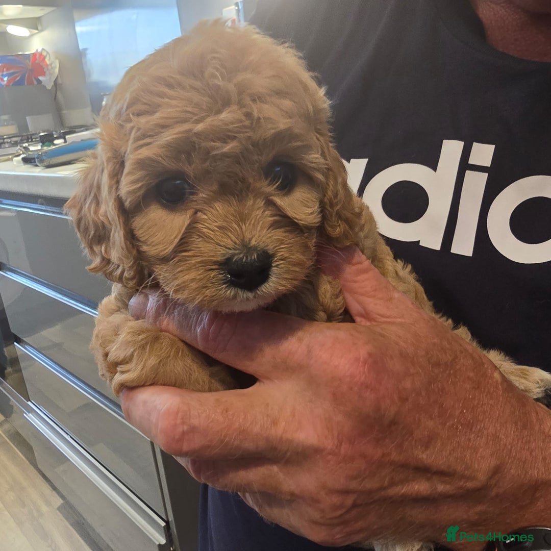 Cavapoo dogs for sale: REDUCED AMAZING F1 cavapoo puppies  - Image 16