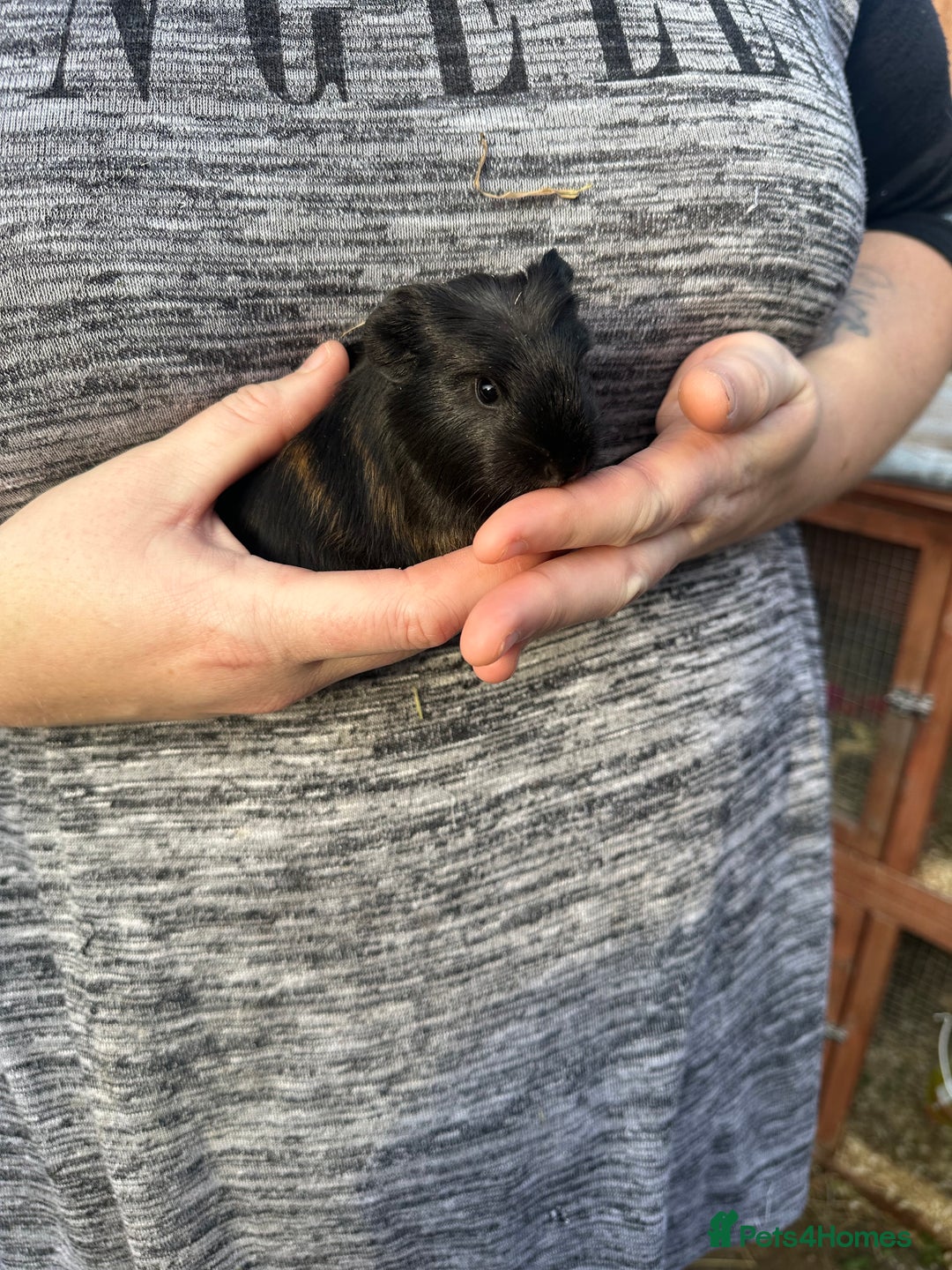 Guinea Pig rodents for sale: Male guinea pigs  - Image 6