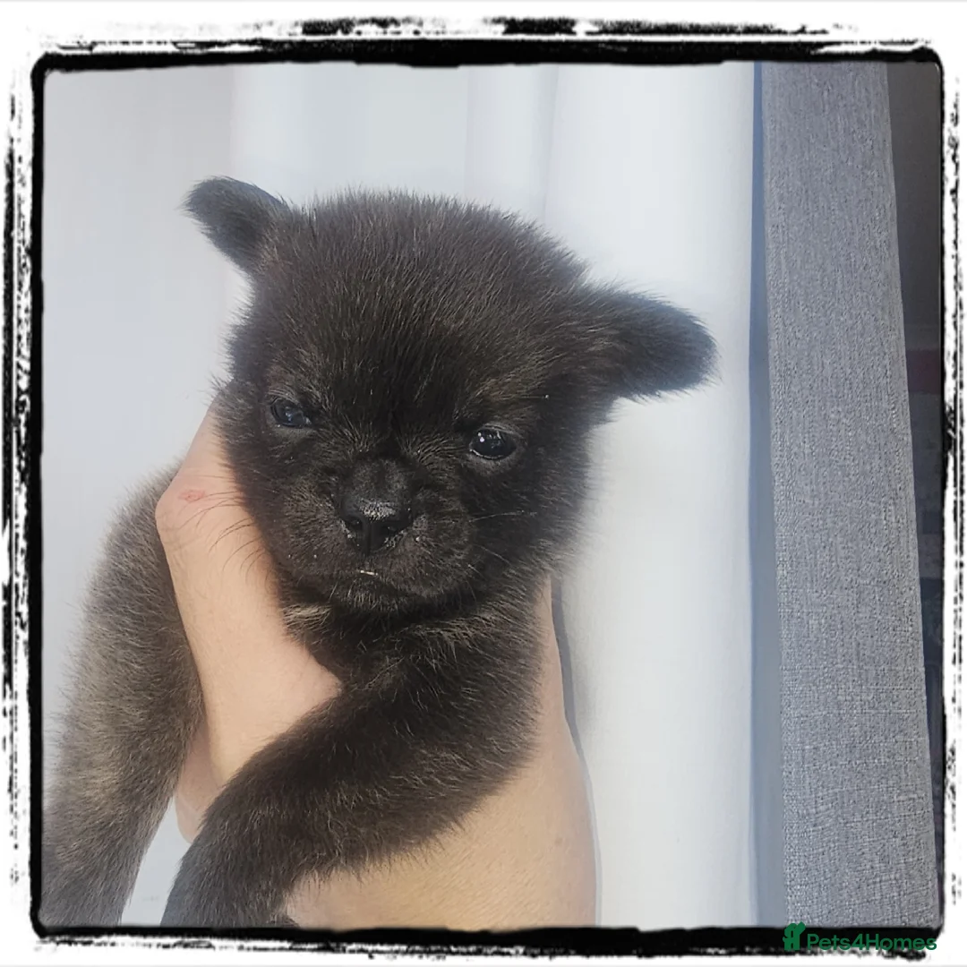 French Bulldog dogs for sale: ❤️⭐️ ONE Frenchie Pom GIRL LEFT ❤️⭐️ - Advert 26
